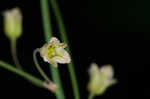 Garden asparagus